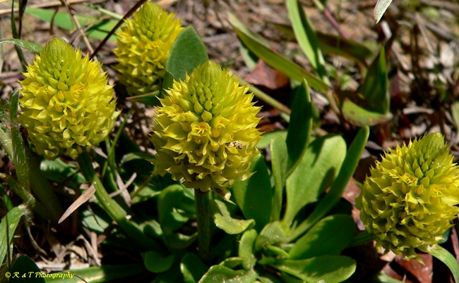 {Polygala nana}
